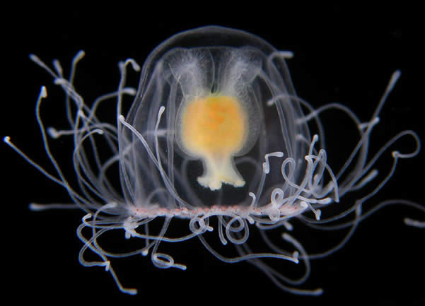 Turritopsis Nutricula, la medusa Immortale