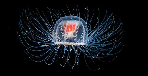 Turritopsis Nutricula, la medusa Immortale