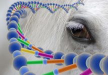 DNA equino