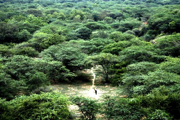 Jadav Molai Forest