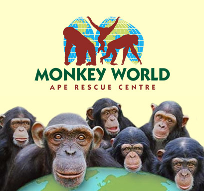 Monkey world ape rescue center
