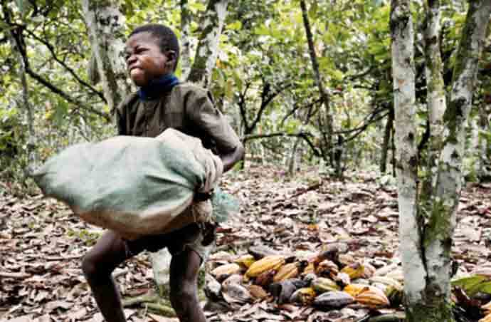 Cocoa Child Laborer