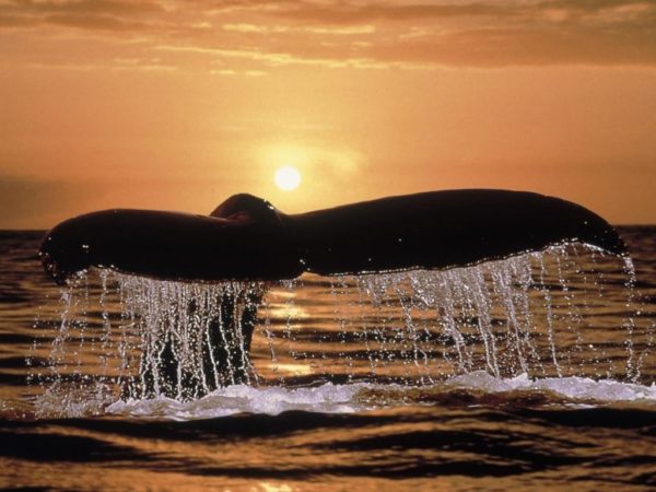 Balena al tramonto