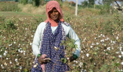 Coltivazione cotone ogm in India