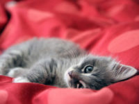 Gattino grigio su stoffa rossa