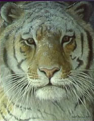foto tigre