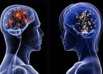 Differenze tra cervello maschile e cervello femminile