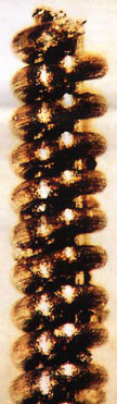 Una delle Nano-spirali trovate sui monti Urali