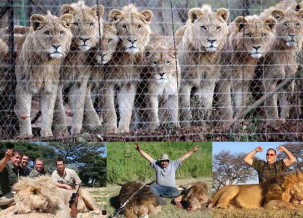 lions canned hunting