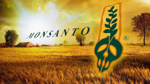 Ogm Monsanto