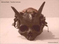 horned skull