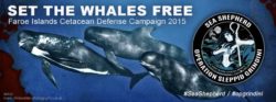 Whales free
