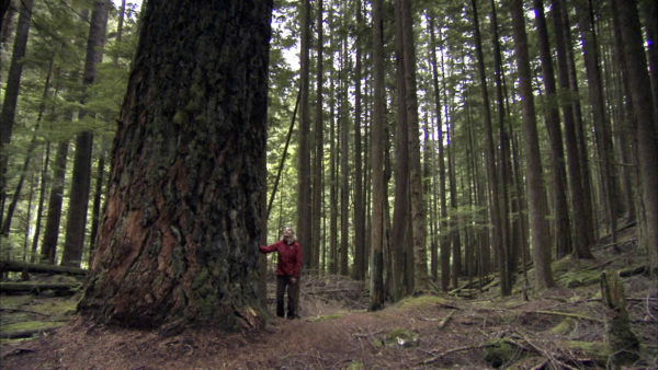 L’ecologa Suzanne Simard in una foresta di abeti