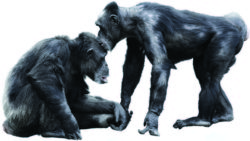 Chimpanzee Bacio