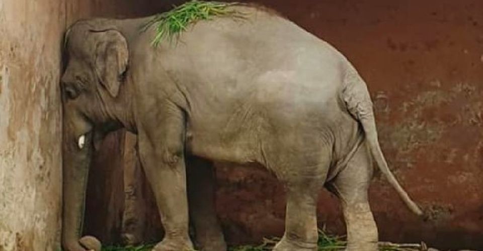 Kaavan, Pakistan's Loneliest Elephant Who Has Been Living In ...